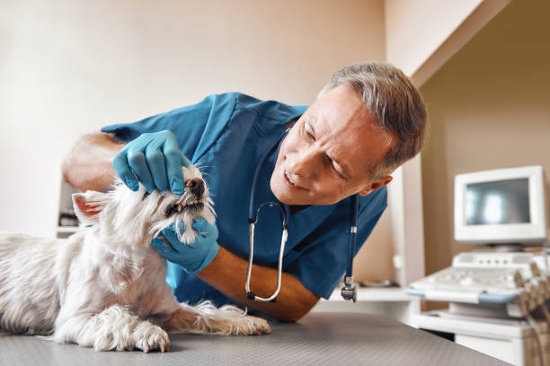 New Baltimore, MI Emergency Dentist Pros